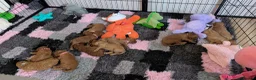 Cavapoo dogs for sale: Stunning extensively health tested Cavapoos in Portsmouth - Advert 30