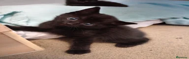 RagaMuffin 2