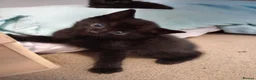 RagaMuffin cats for sale: Fluffy ragamuffin  - Advert 7
