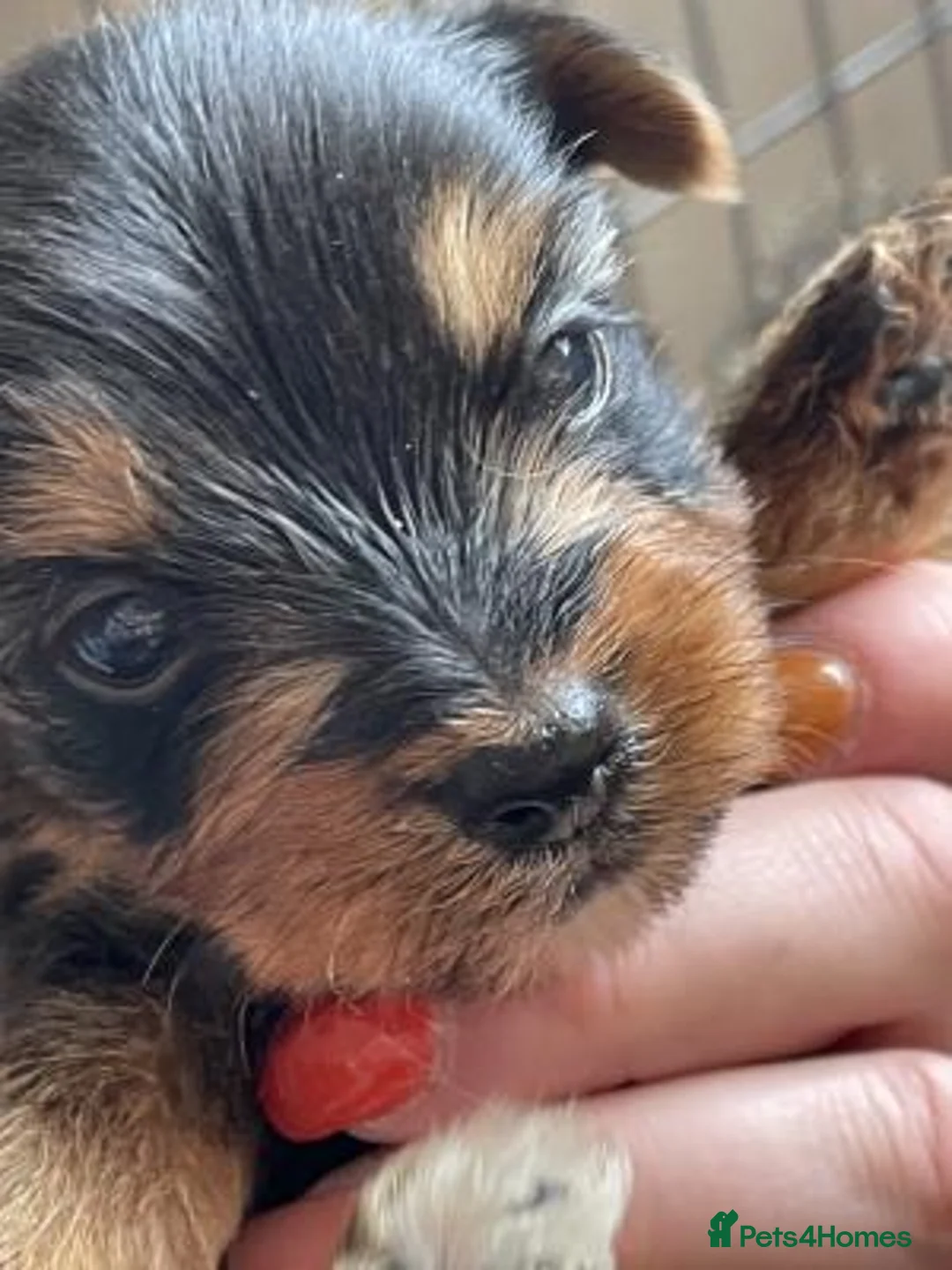 Yorkshire Terrier dogs for sale: Beautiful Yorkshire Terriers - Advert 2