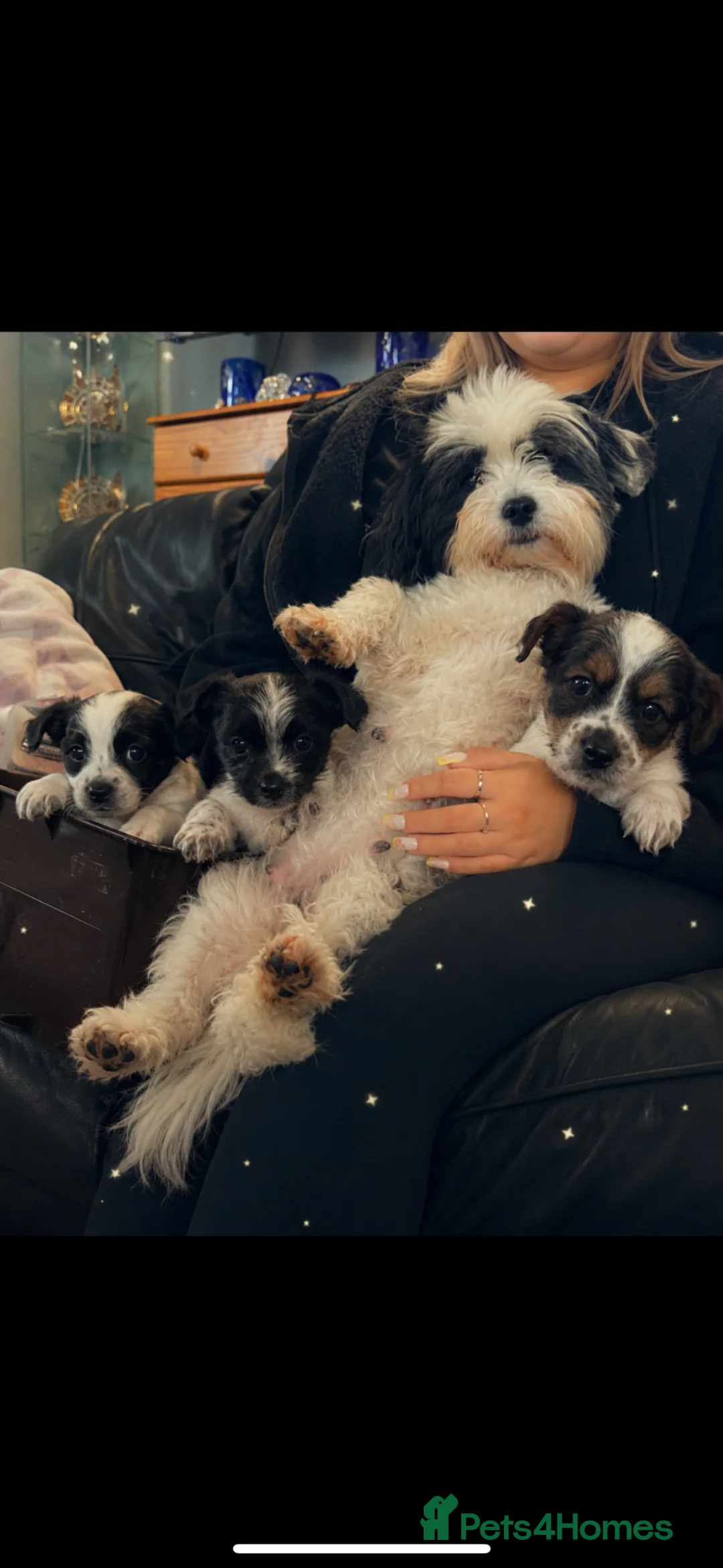 Mixed Breed dogs for sale: 3 boy jack Russel’s for sale  - Advert 5