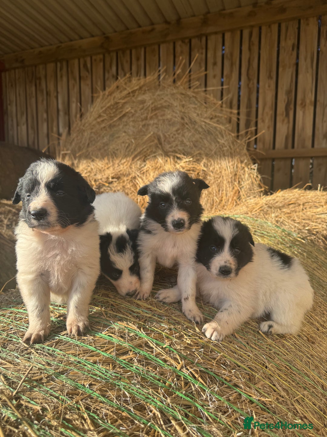 Border Collie dogs for sale: Very cute Border Collie Pups From Working Dogs - Advert 13