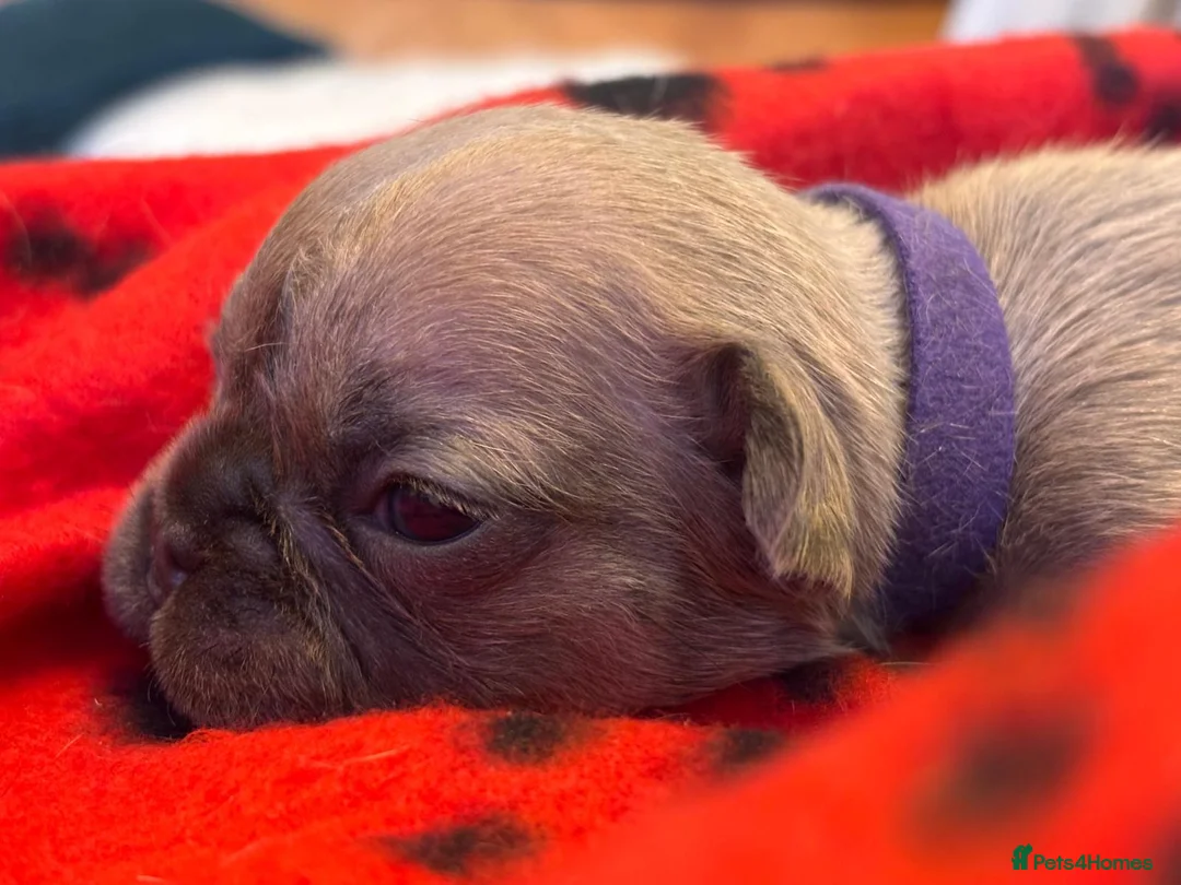 French Bulldog dogs for sale: 🐾 Adorable French Bulldog Puppies 🐾 - Advert 13