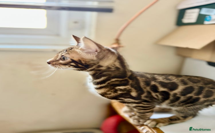 Bengal cats Bengal kittens  - Advert 7