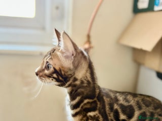 Bengal cats Bengal kittens - Advert 5