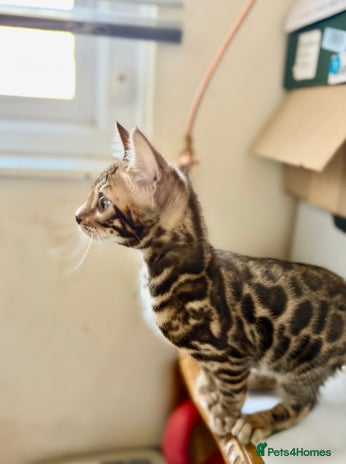 Bengal cats Bengal kittens - Advert 7