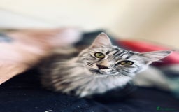 Maine Coon cats for sale: Mainecoon kittens  - Image 21