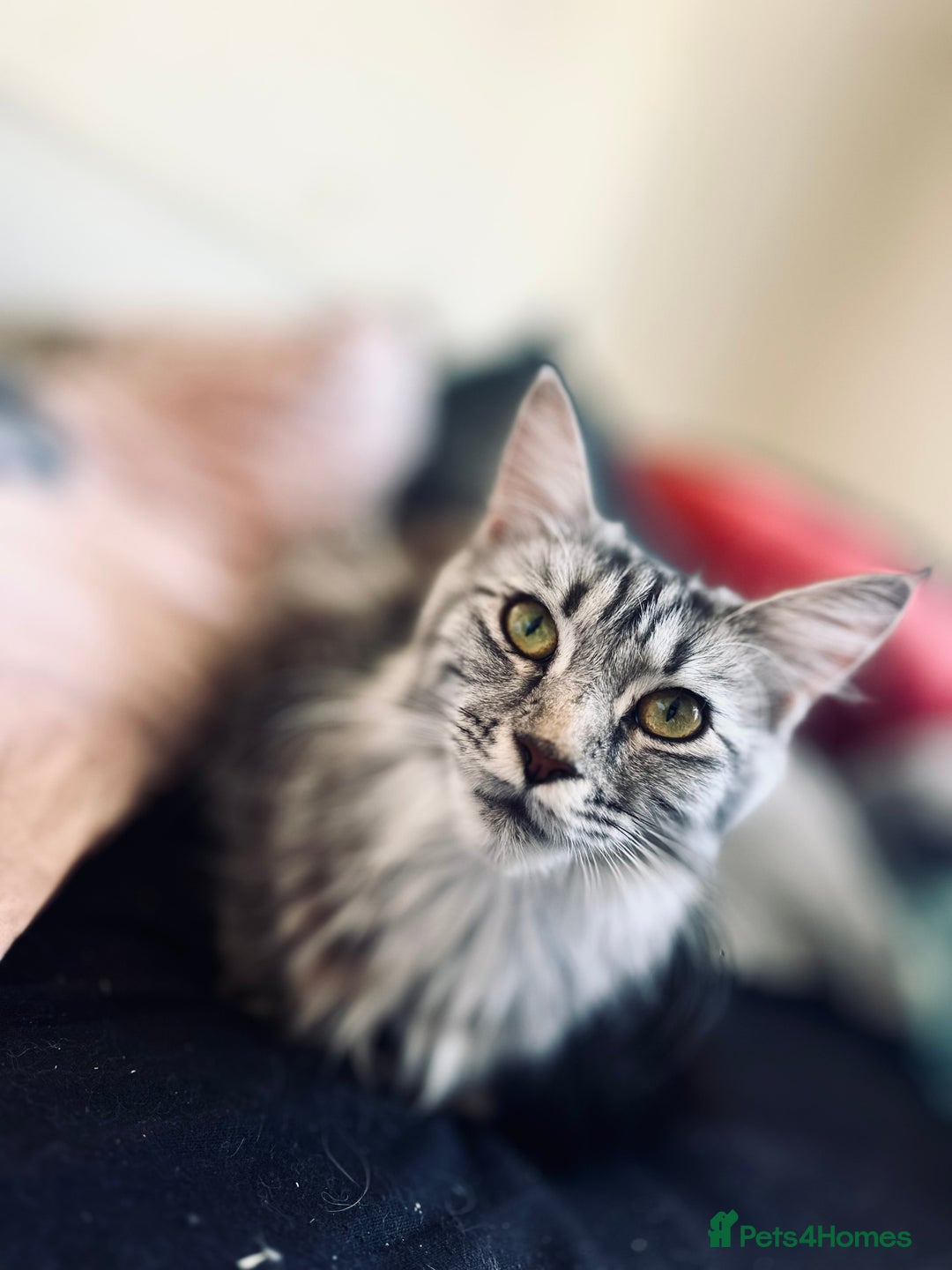 Maine Coon cats for sale: Mainecoon kittens  - Image 21