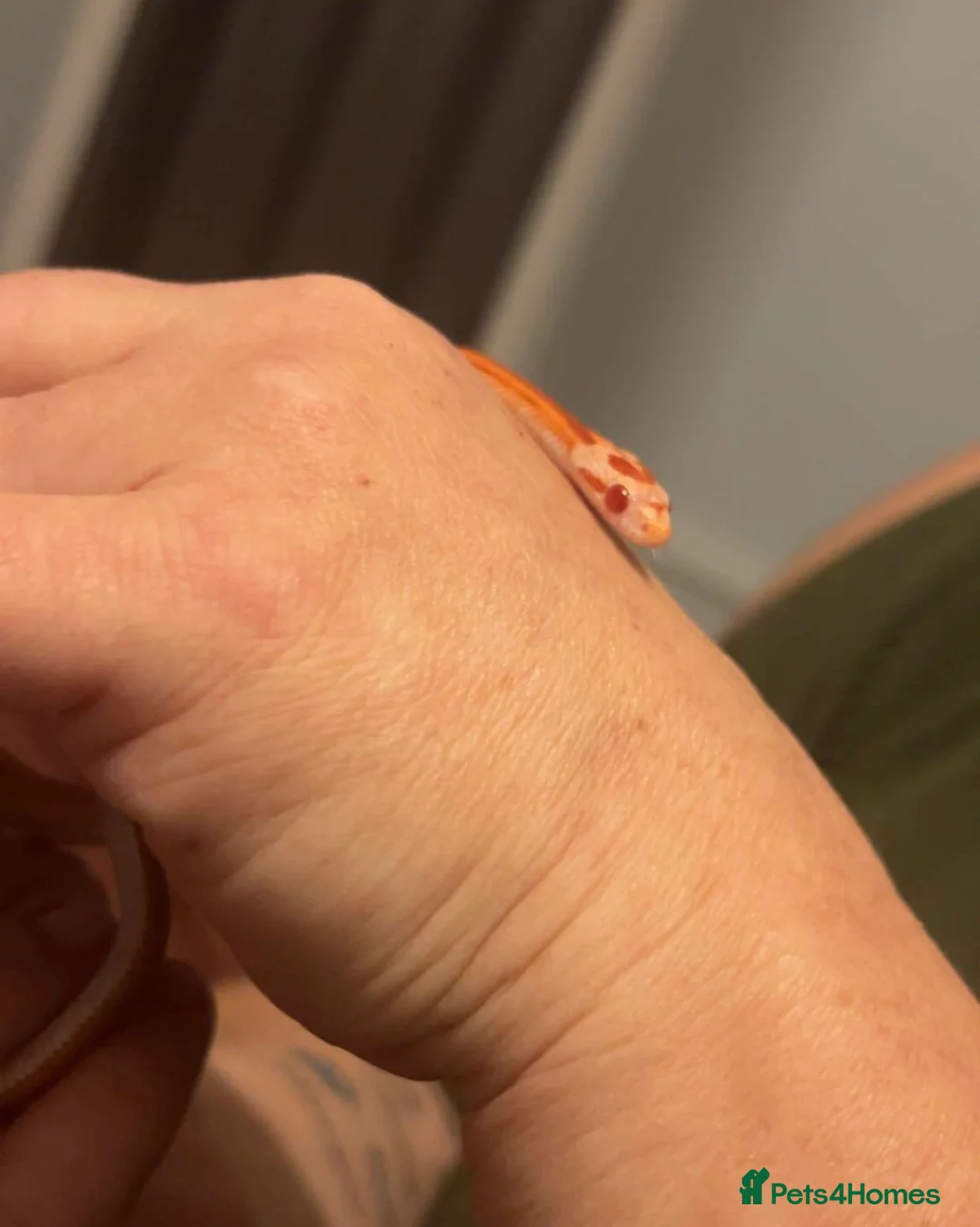 Corn Snake reptiles for sale: 2 corn snakes with full setup - Advert 2