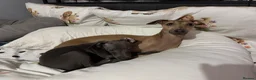 Italian Greyhound dogs for sale: Italian Greyhound Puppy Looking for a New Home in London - Advert 4