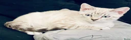 Bengal cats for sale: Snow/Leopard Bengal Kittens - Advert 8