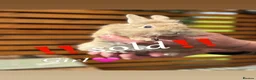 Lionhead rabbits for sale: Lionhead babies ready now 8 weeks old - Advert 10