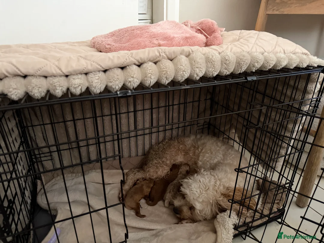 Cavapoo dogs for sale:  EXTRA TINY & CURLY female F2 toy cavapoo puppies - Advert 6