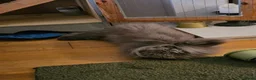 Lionhead rabbits for sale: Female Lionhead rabbit needing a new loving home - Advert 6
