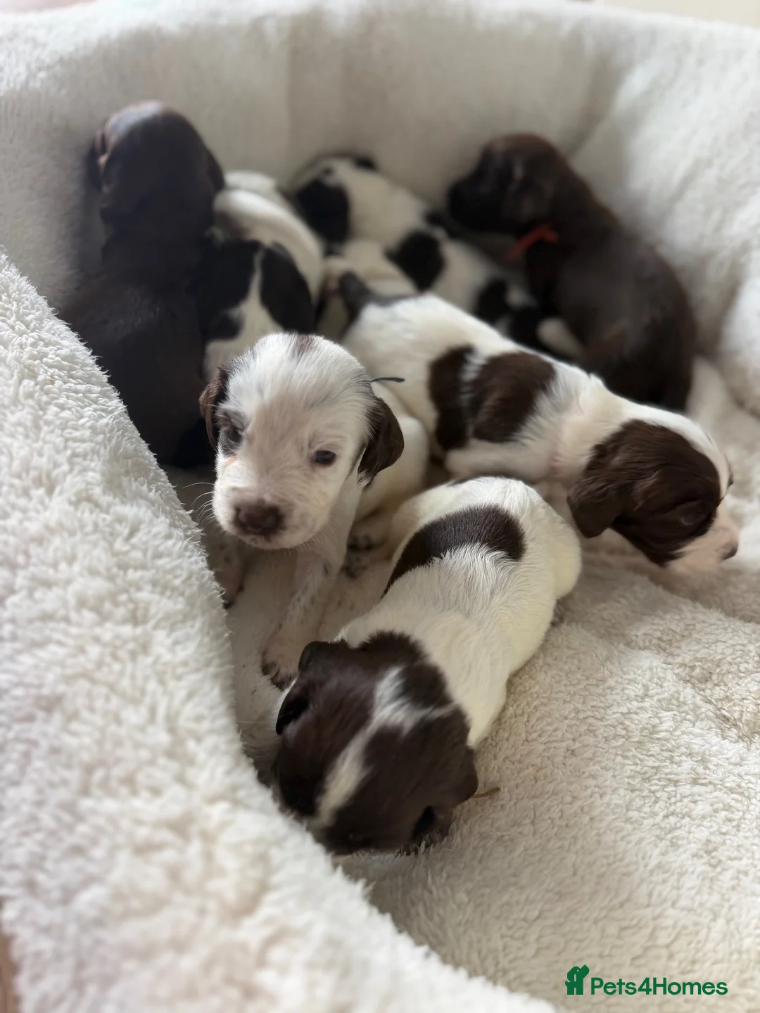 Cocker Spaniel dogs for sale: Cocker spaniel puppies - Advert 24
