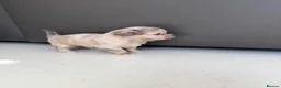 Chihuahua dogs for sale: Stunning litter of mixed Merle and Lilac fawn - Advert 2