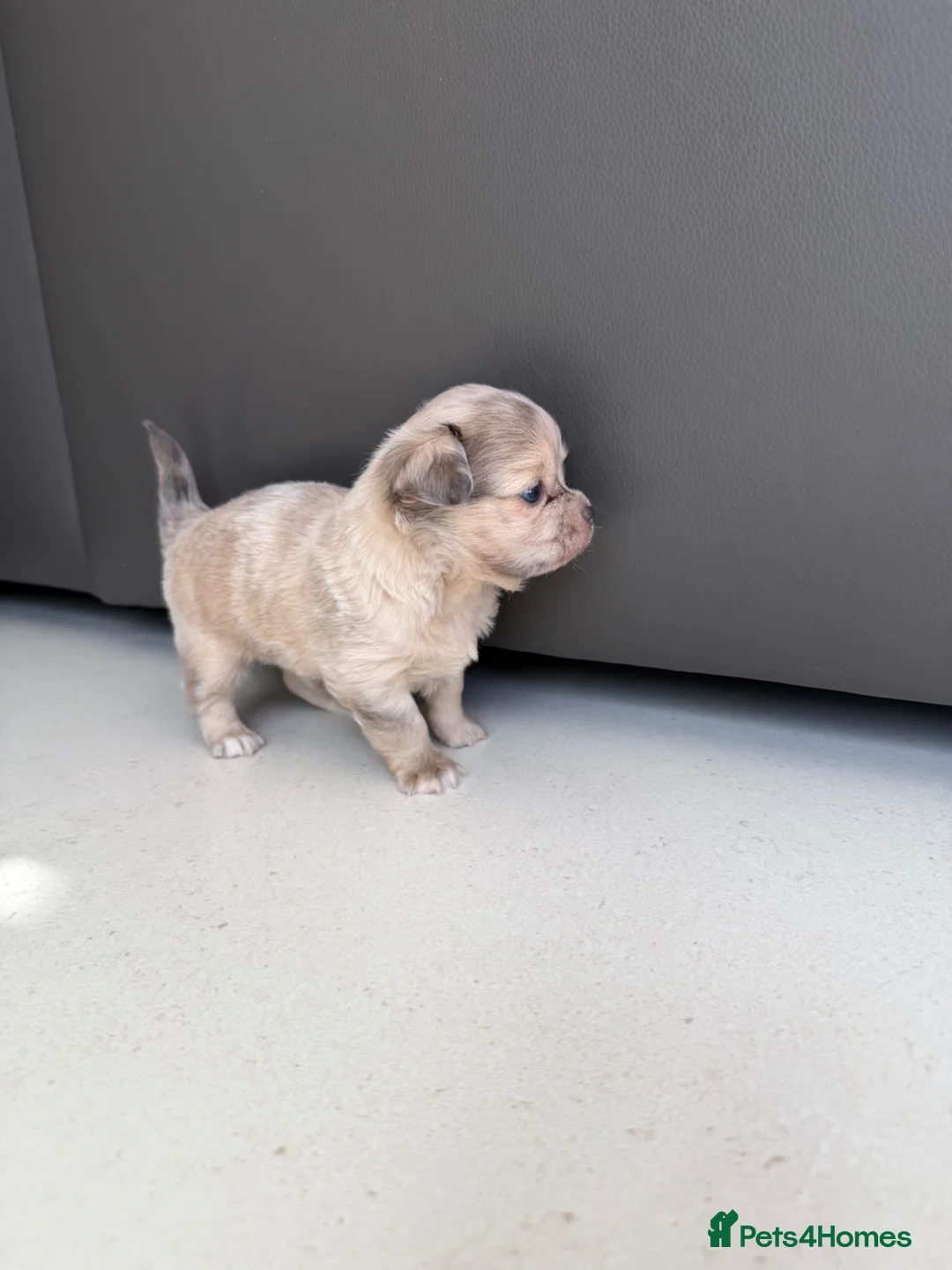 Chihuahua dogs for sale: Stunning litter of mixed Merle and Lilac fawn - Advert 2