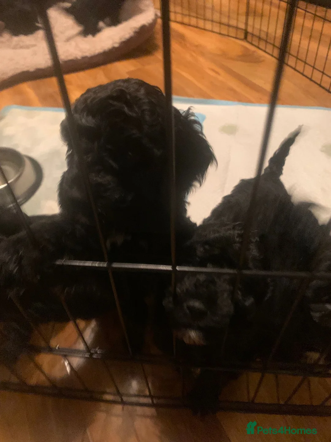 Cockapoo dogs for sale: Rare Black Tightly Curled Cockapoo Puppies - Advert 5
