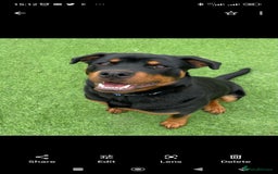 Rottweiler dogs for sale: Big beautiful Rottweiler puppies KC - Image 15