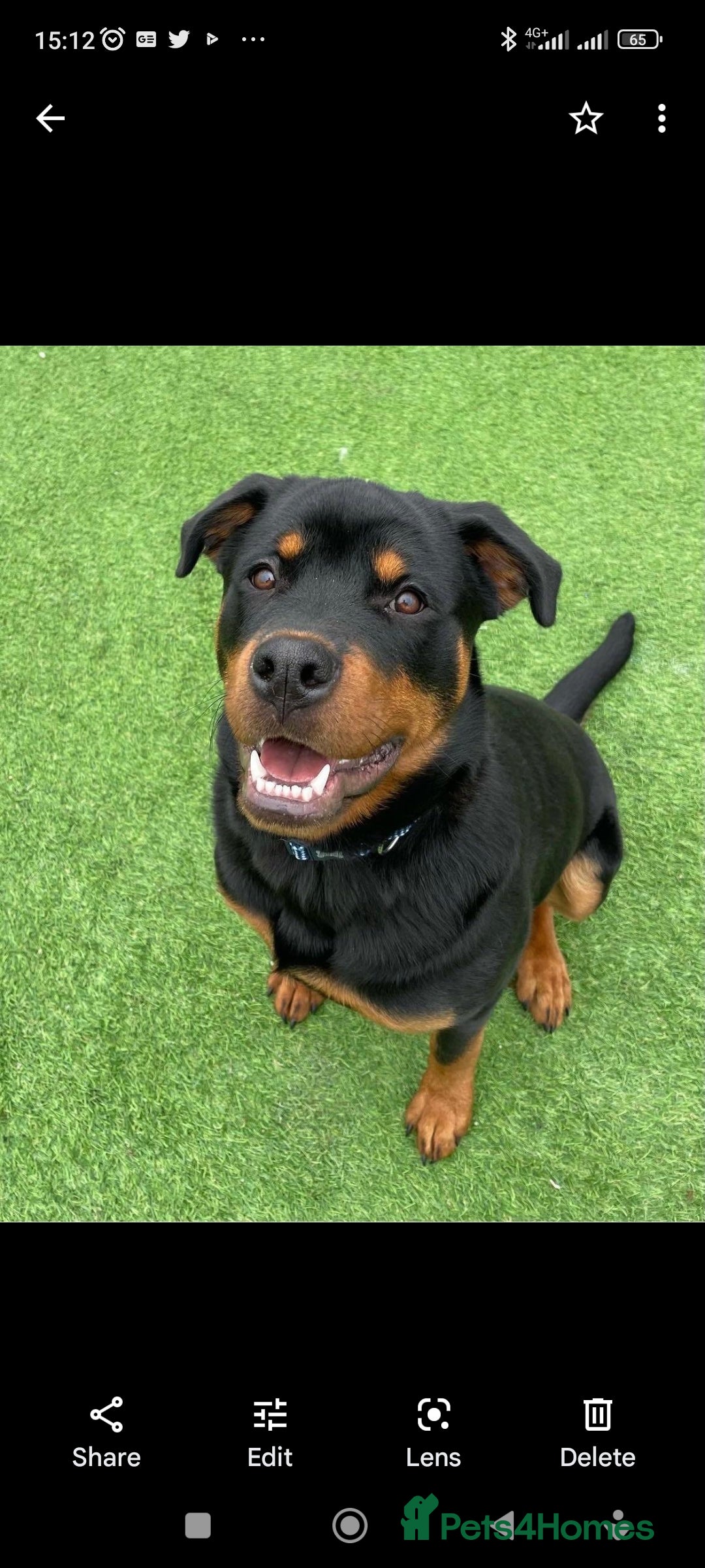 Rottweiler dogs for sale: Big beautiful Rottweiler puppies KC - Image 15