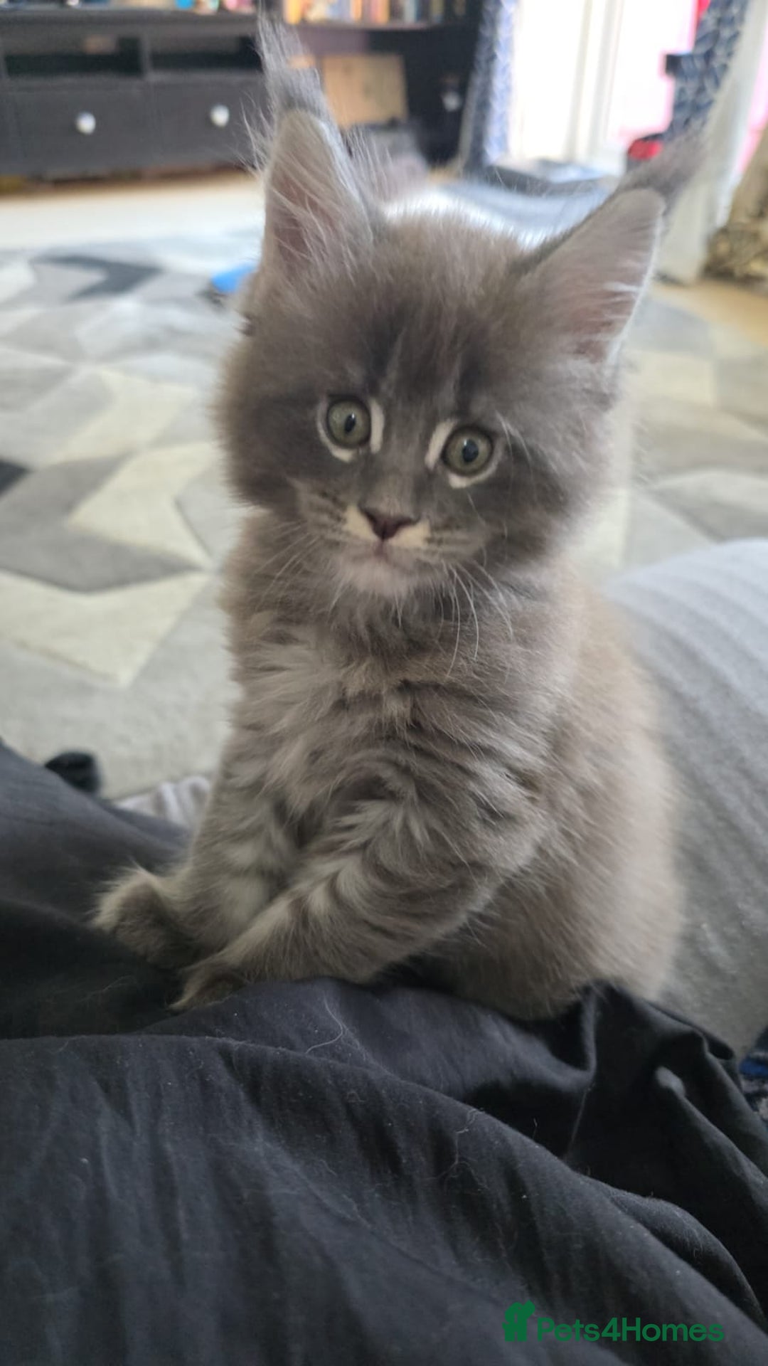 Maine Coon cats for sale: 🐾 Three Majestic Pedigree Maine Coon Kittens! 🏡 - Advert 18