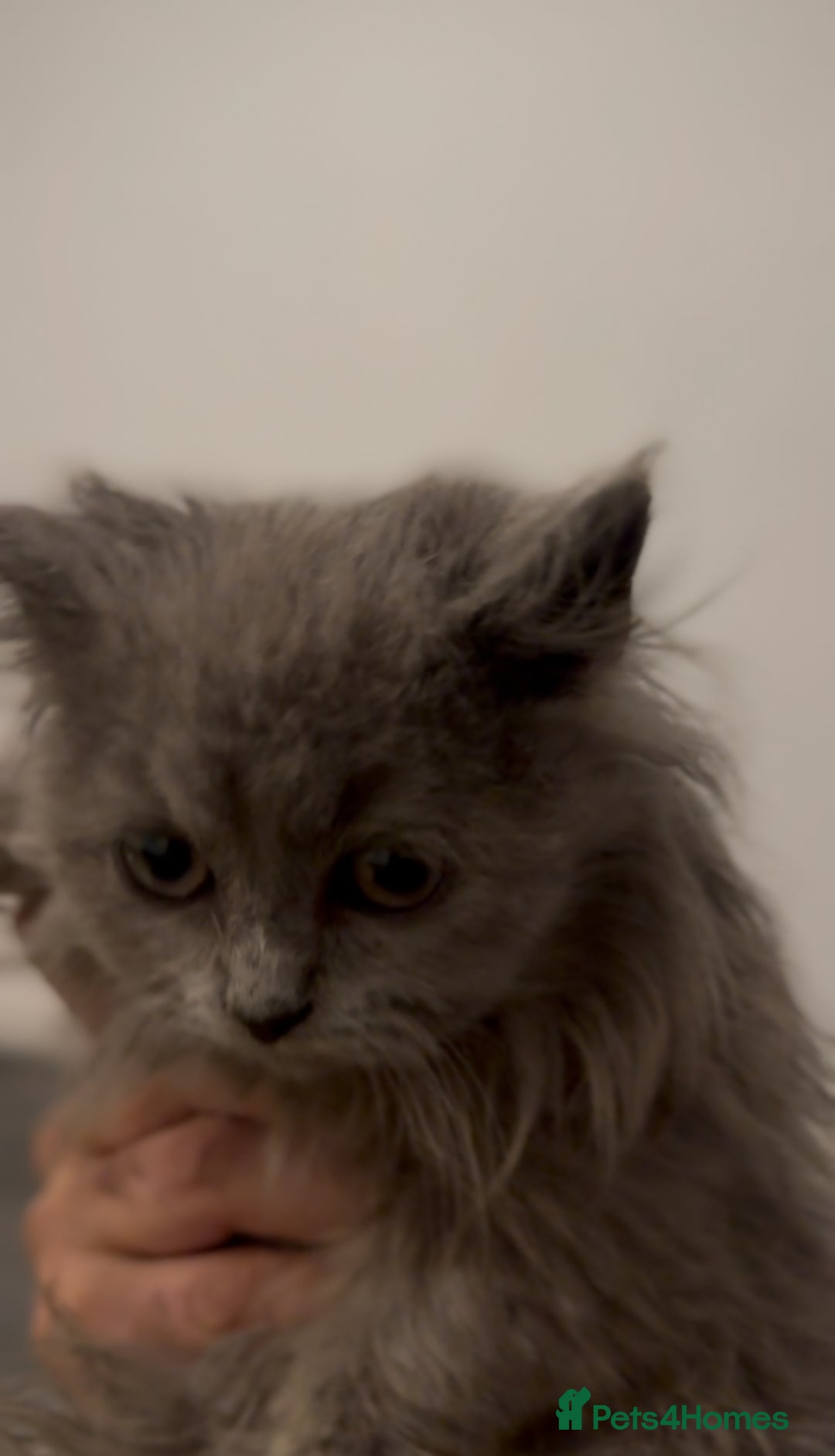 British Longhair cats for sale: Adorable British Longhair Kittens Ready Now! - Advert 11