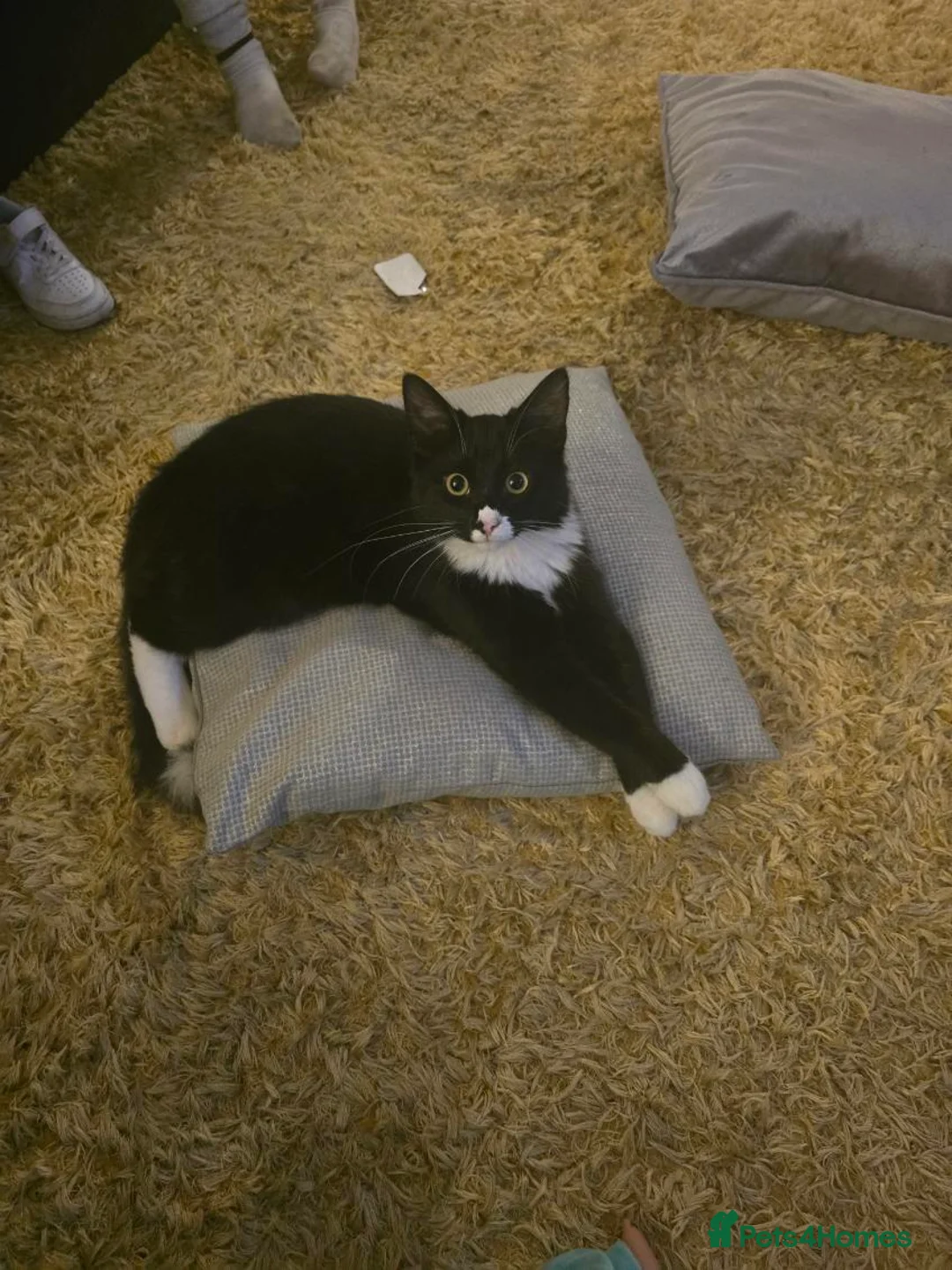 Mixed Breed cats for sale: 2 male cats - Advert 2