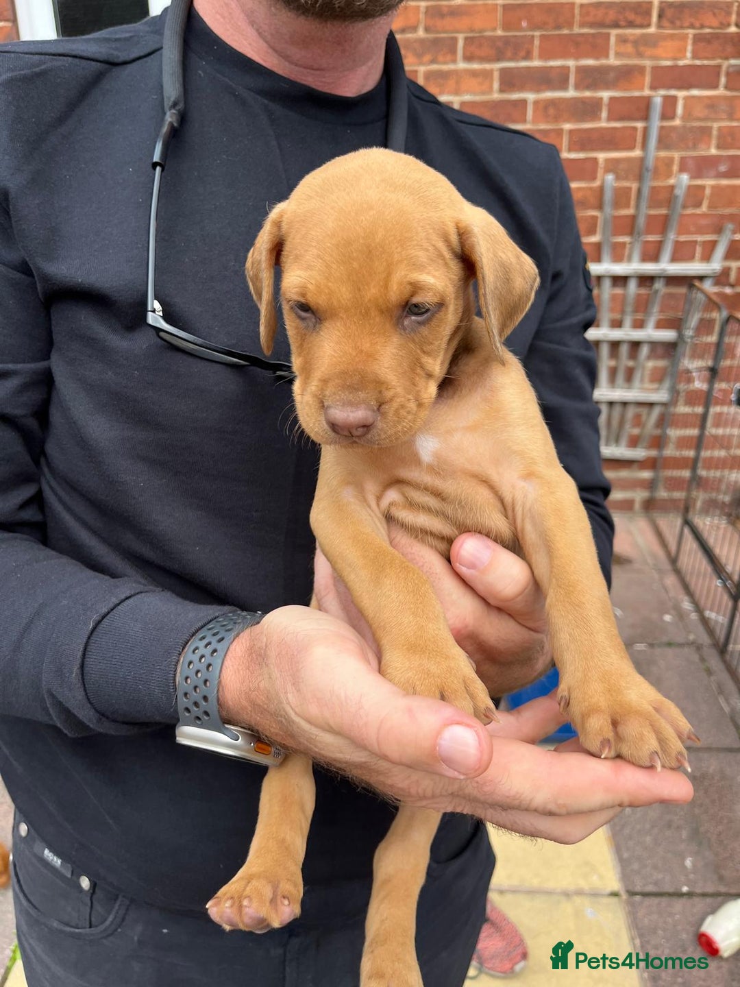 Mixed Breed dogs for sale: Doberman puppies for sale - Image 9