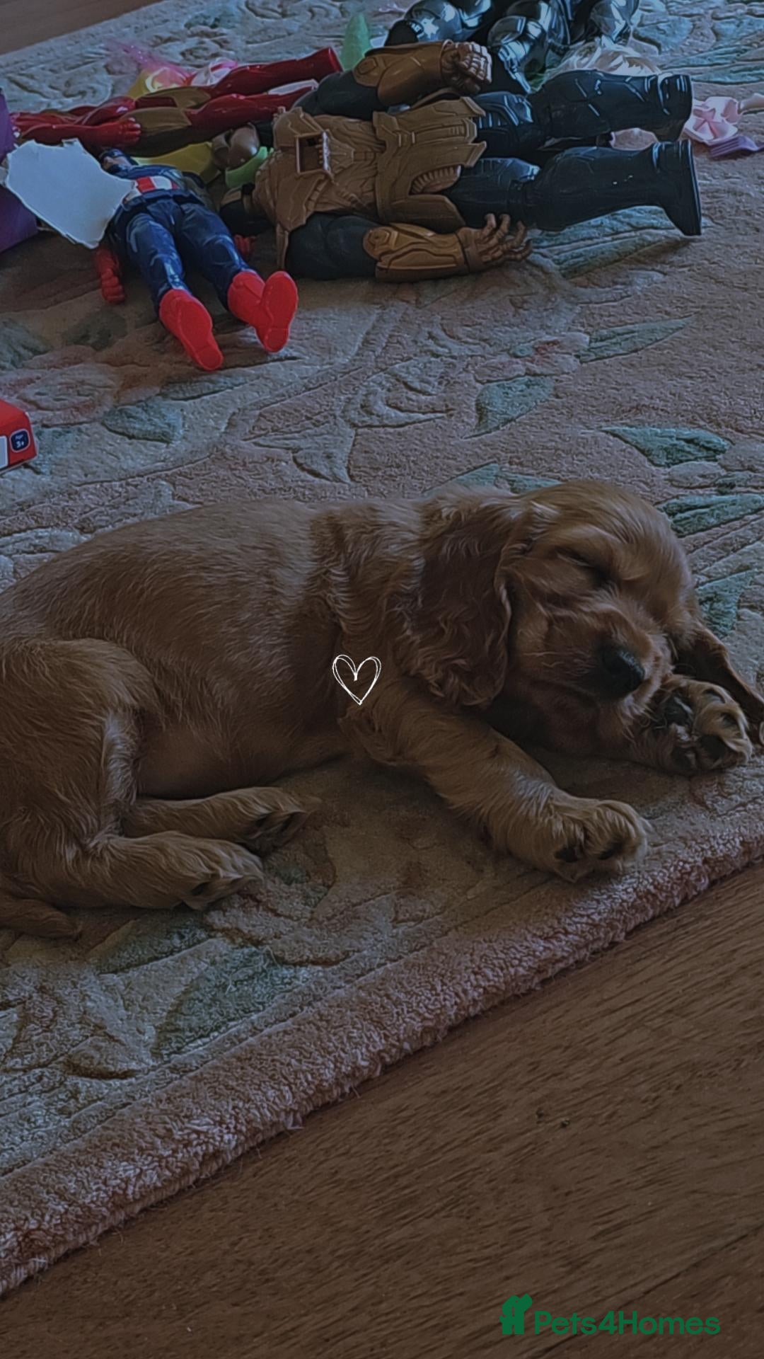 Cocker Spaniel dogs Golden cocker spaniel - Advert 1