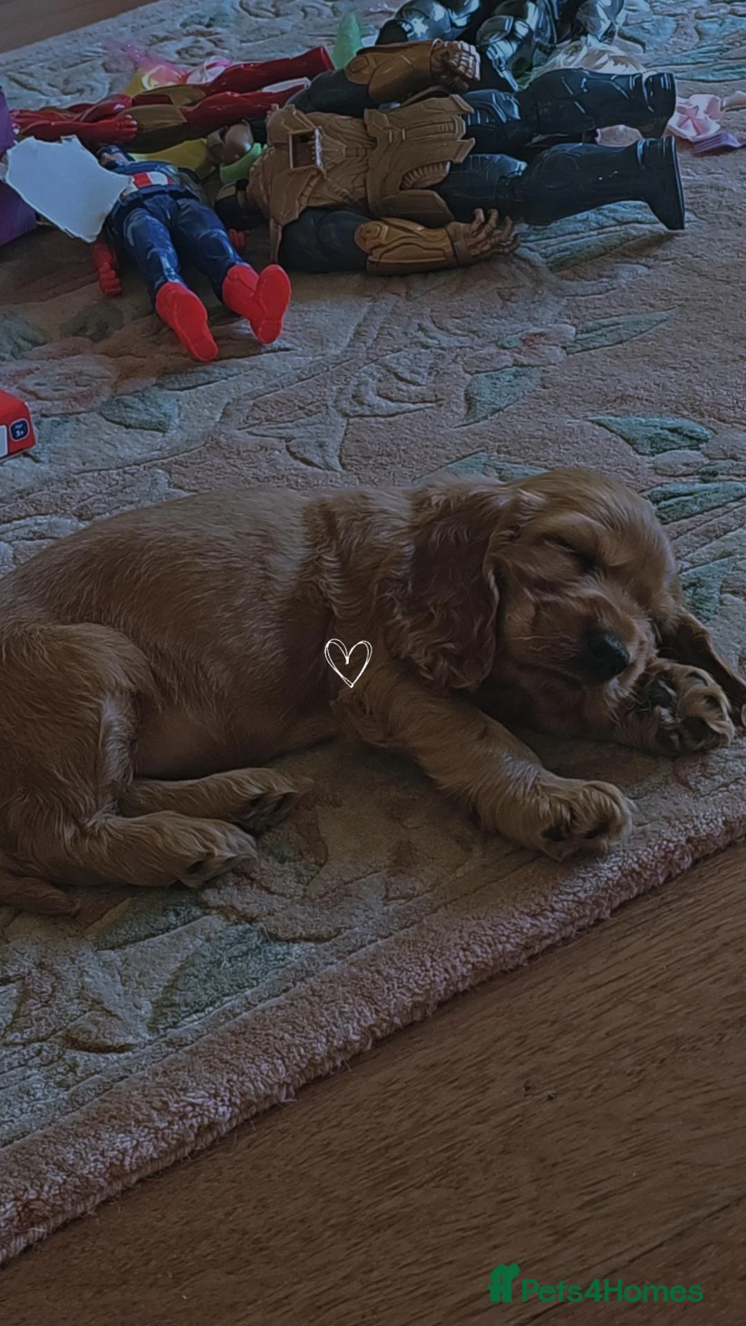 Cocker Spaniel dogs for sale: Golden cocker spaniel - Advert 1