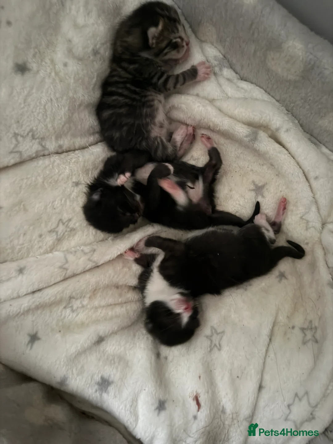 Mixed Breed cats for sale: Two beautiful kittens  - Advert 4