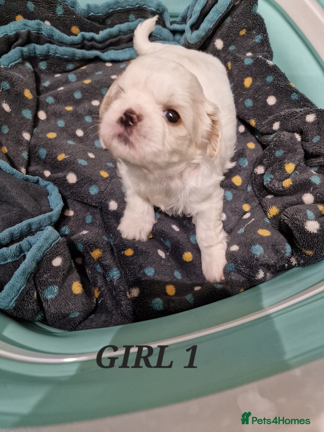 Shih Tzu dogs for sale:  2 lovely girls Shih Tzu Puppies!  - Advert 14