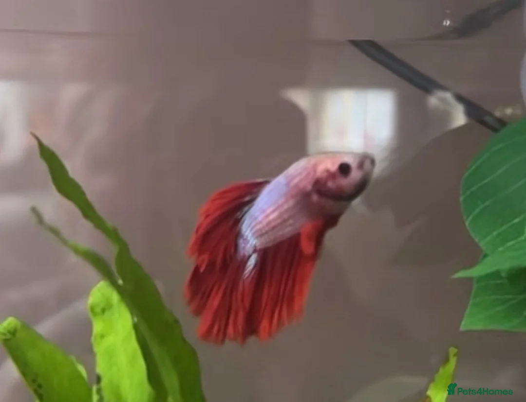 Bettas fish for sale: Male red/blue betta fish / siamese fighting fish in Northampton - Advert 1