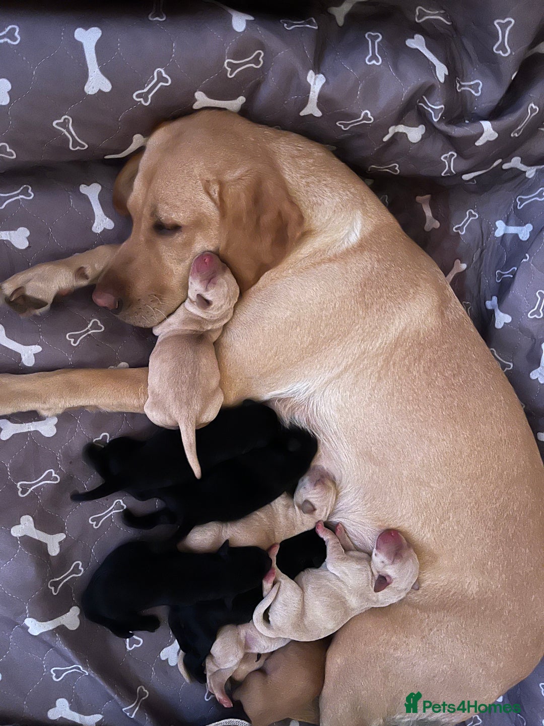 Labrador Retriever dogs for sale: 2 boys available - Advert 3