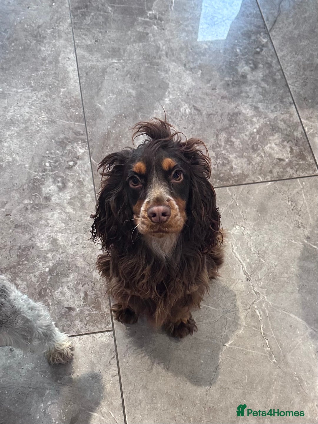 Cocker Spaniel dogs for sale: Chocolate & Tan cocker spaniel  - Advert 1
