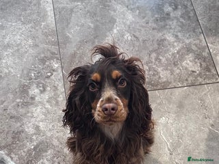 Cocker Spaniel dogs Chocolate & Tan cocker spaniel - Advert 1