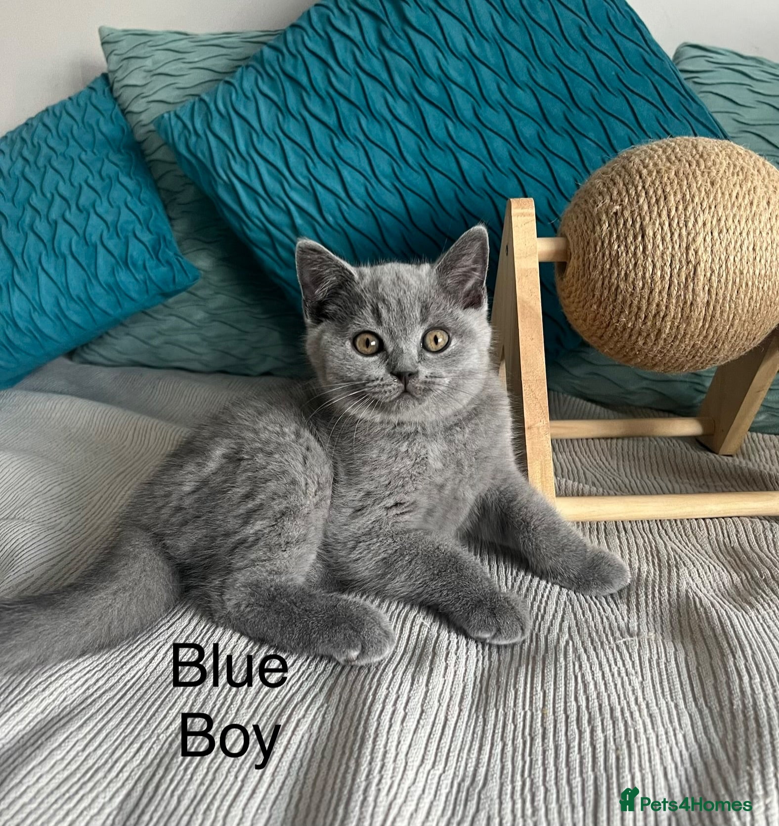 British Shorthair cats British Shorthair kittens, registered  - Advert 1