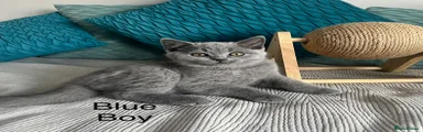 British Shorthair 5