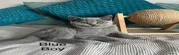 British Shorthair cats for sale: British shorthair registered with GCCF - Advert 27