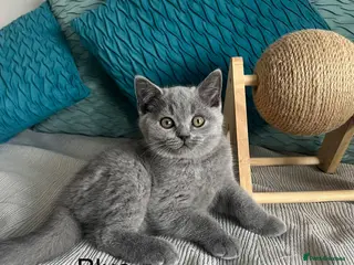British Shorthair cats British Shorthair kittens, registered - Advert 1