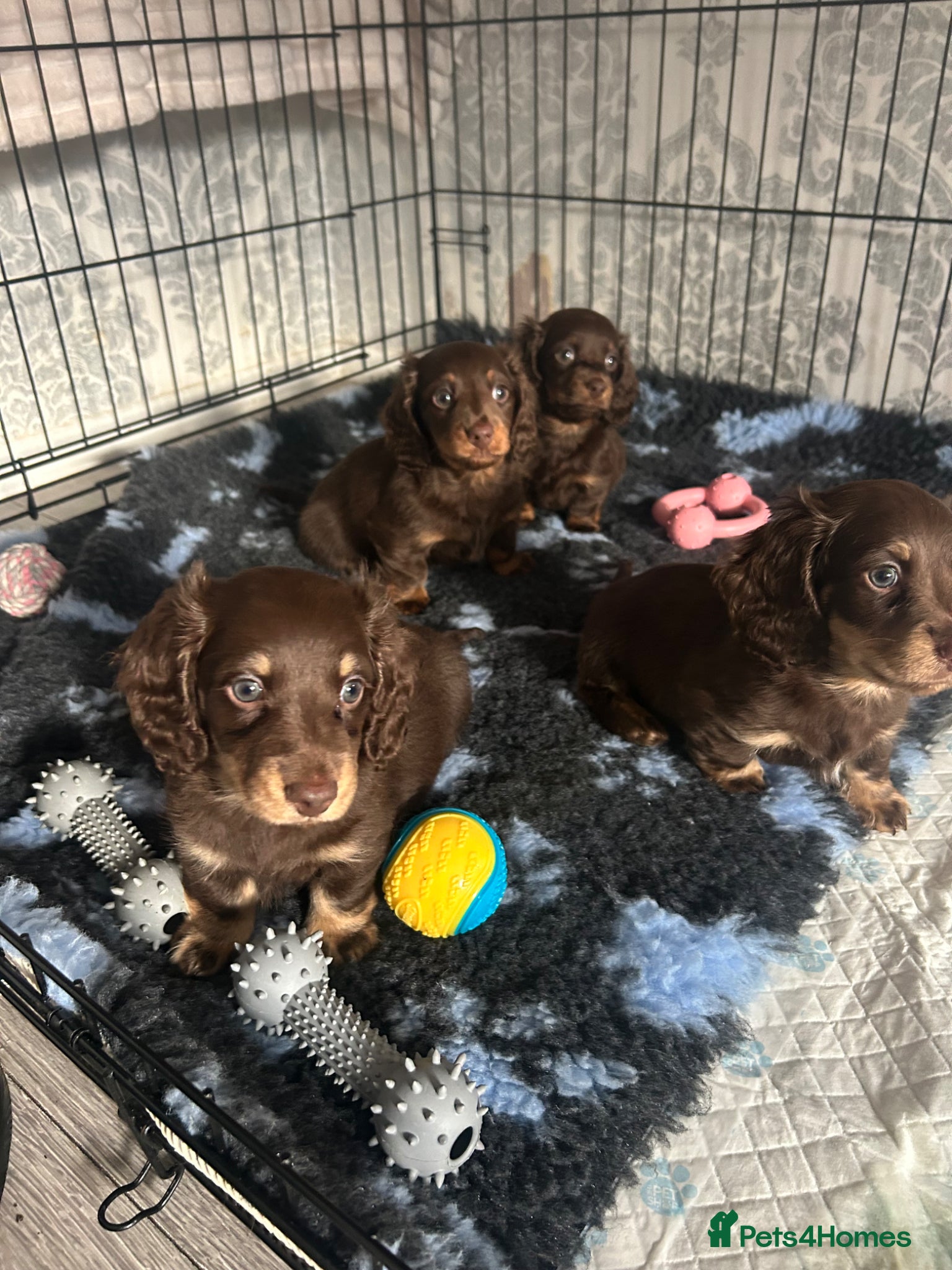Miniature Dachshund dogs Long hair miniature dachshund puppies  - Advert 1