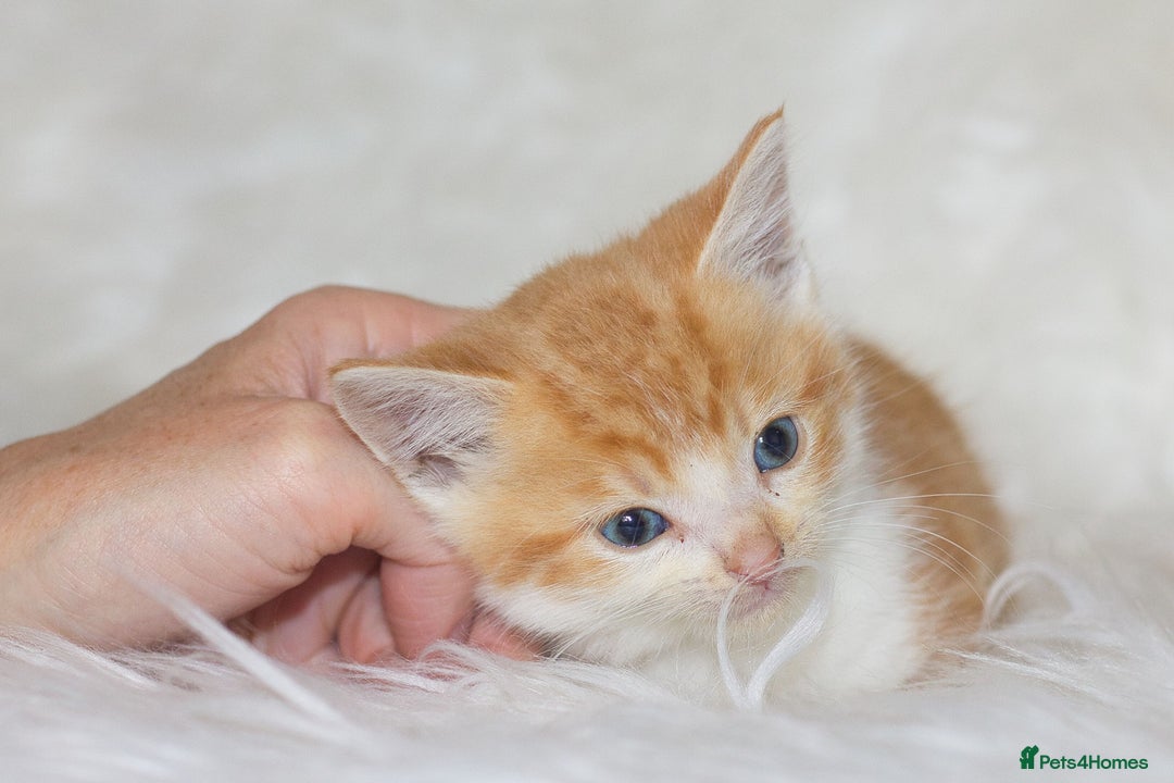 Mixed Breed cats for sale: Happy Healthy Playful Kittens - Image 8