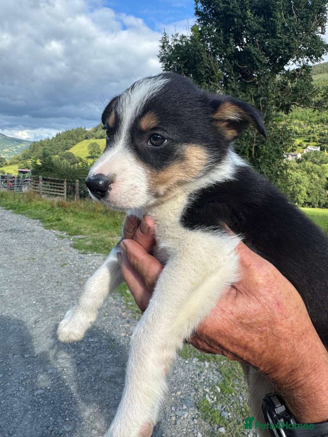 Border Collie dogs for sale: Mid Wales border collie pups  - Image 27