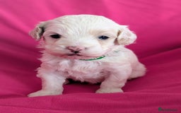 Maltipoo dogs for sale: Beautiful Toy Maltipoo Puppies - Advert 19