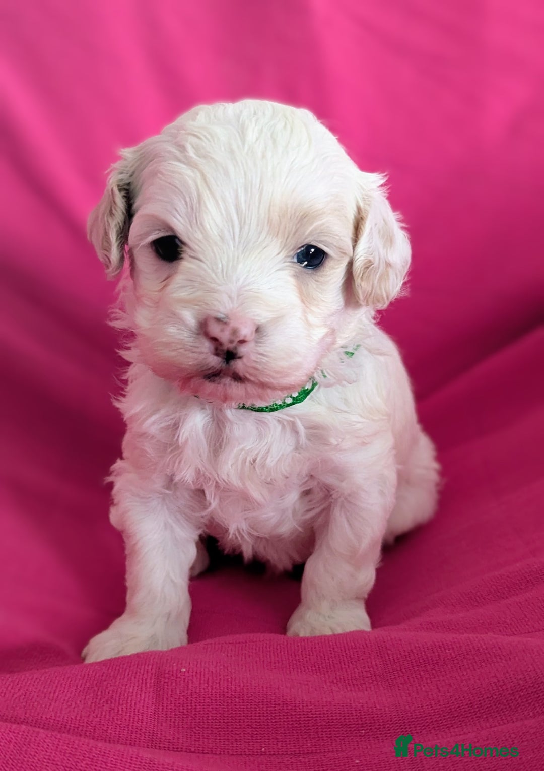 Maltipoo dogs for sale: Beautiful Toy Maltipoo Puppies - Advert 19