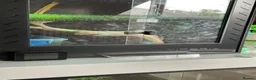 Monitor reptiles for sale: Reptile rescue  - Advert 4