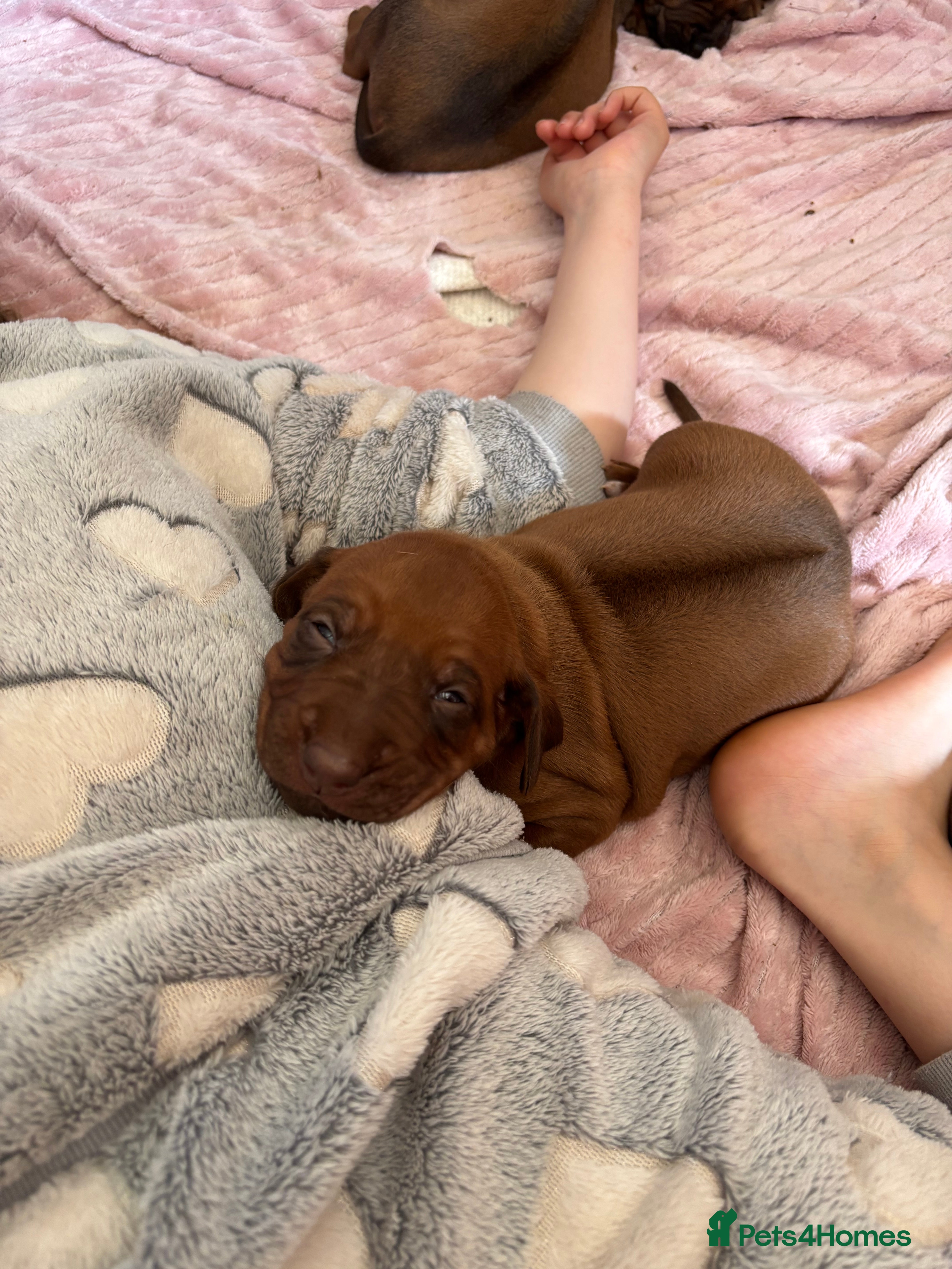 Rhodesian Ridgeback dogs Exceptionally Health Tested/Family Home. Kc Reg - Advert 2