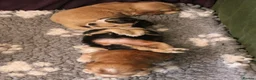 Cocker Spaniel dogs for sale: KC  Registered Show Cocker Spaniels - Advert 8