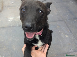 Patterdale Terrier dogs - Advert 8