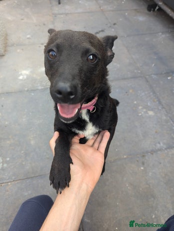 Patterdale Terrier dogs - Advert 7